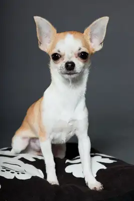 King Charlie's Little Hound: A perfect combination of grace and loyalty