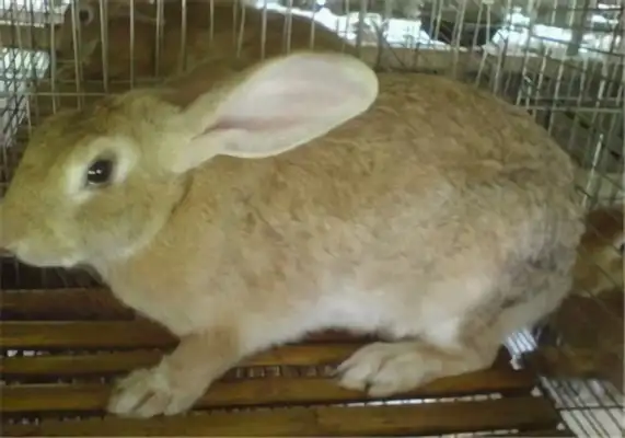 I've got information about the yellow rabbit