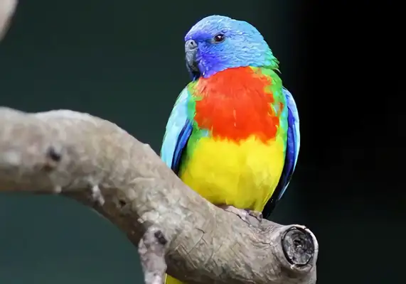 Red chest parrot identity information