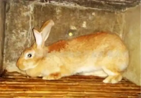 I've got information about the yellow rabbit