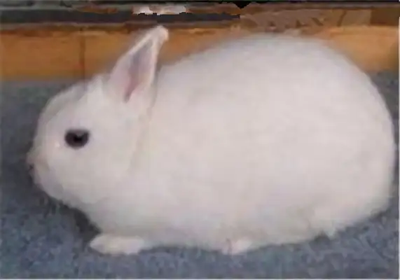 Polish rabbit identity information