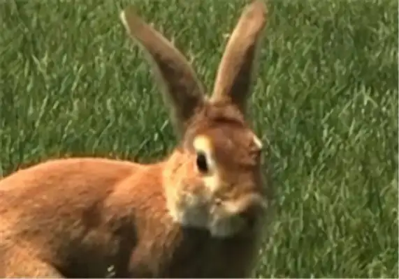 I've got information about the yellow rabbit