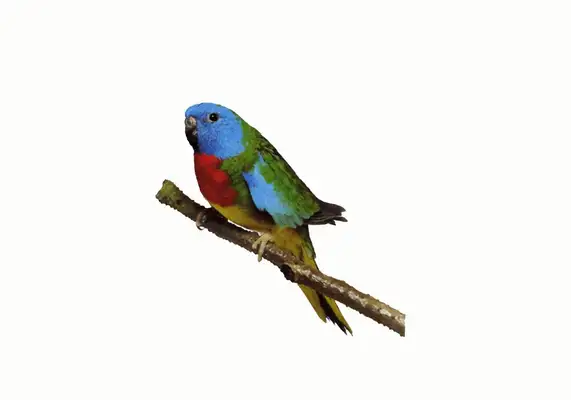 Red chest parrot identity information