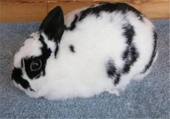 Polish rabbit identity information