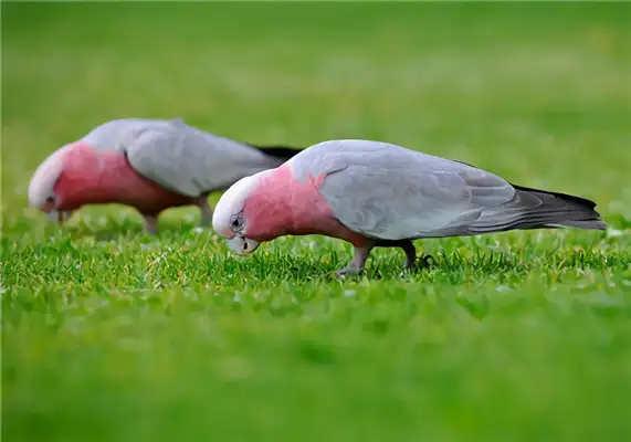 Info on the identity of the pink parrot
