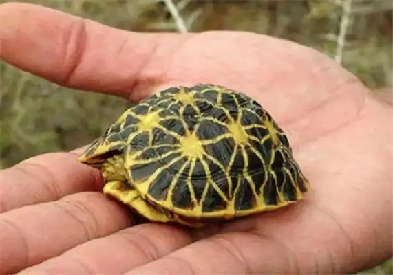 Geometric land turtle identity information