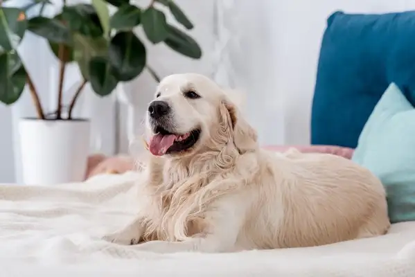 Pears: Introduction to the most popular pet dog species