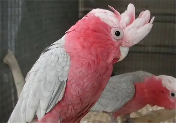 Info on the identity of the pink parrot