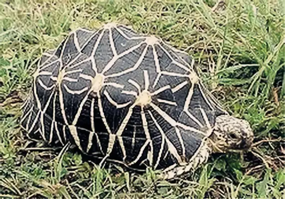 Geometric land turtle identity information