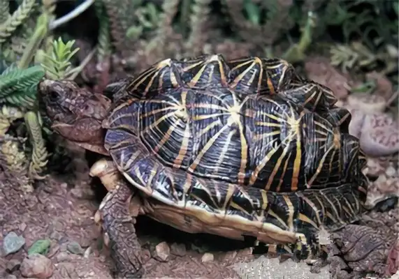Geometric land turtle identity information