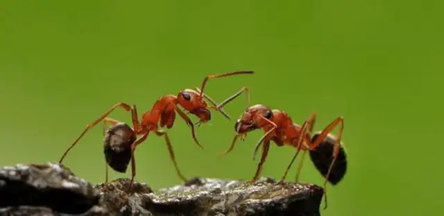 Ant, how can an ant destroy the fastest family