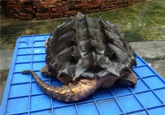 Alligator identity information