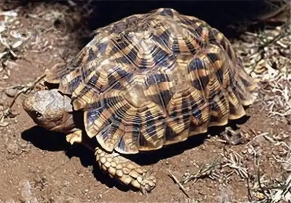Geometric land turtle identity information
