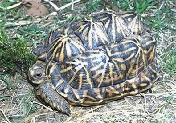 Geometric land turtle identity information
