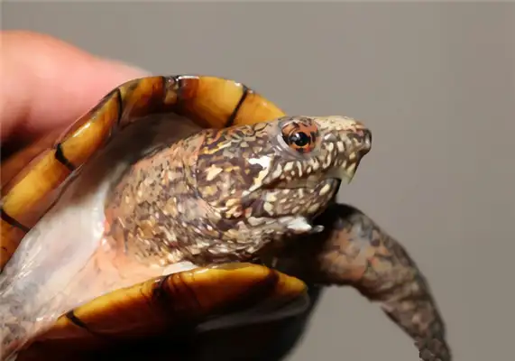 Stained mud turtle identity information