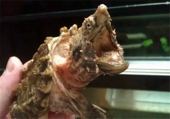 Alligator identity information