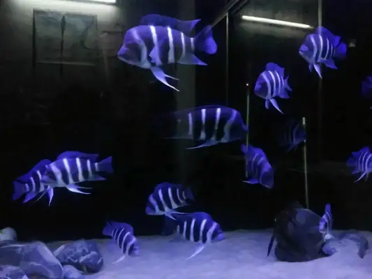 Six fish IDs in Sayland