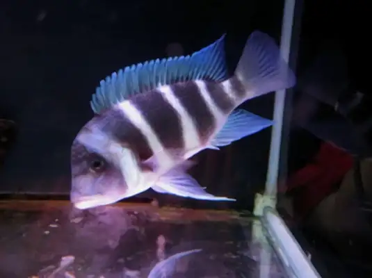 Six fish IDs in Sayland