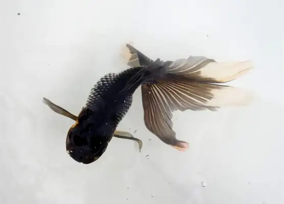 Blue Head Identity Information