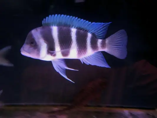 Six fish IDs in Sayland
