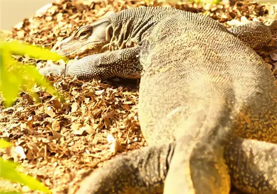 Information on the identity of the Zeguana