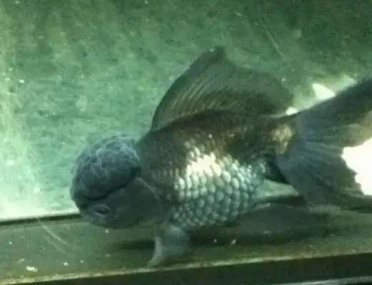 Blue Head Identity Information