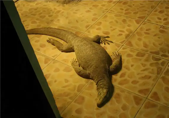 Information on the identity of the Zeguana