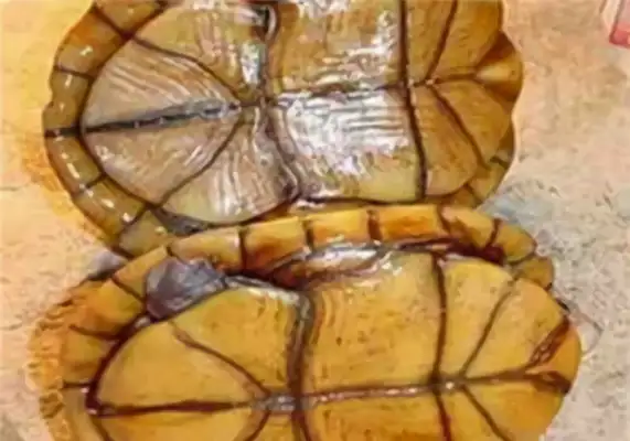 Wrinkled mud turtle identity information