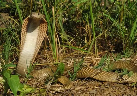 Philippine Cobra Identity Information
