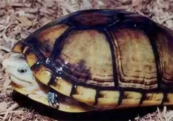 Wrinkled mud turtle identity information