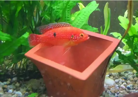 ruby fish identity information