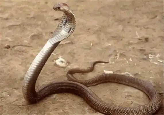 Philippine Cobra Identity Information