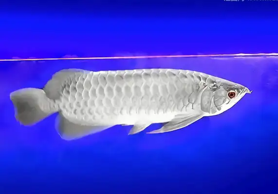 Silver Dragon ID