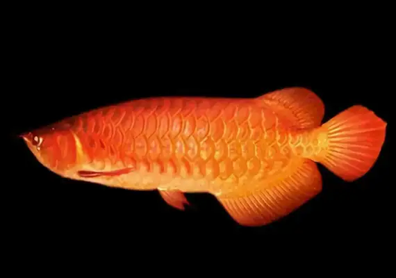 Orange Red Dragon ID