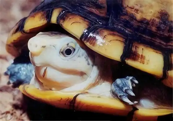 Wrinkled mud turtle identity information
