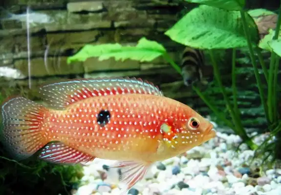 ruby fish identity information