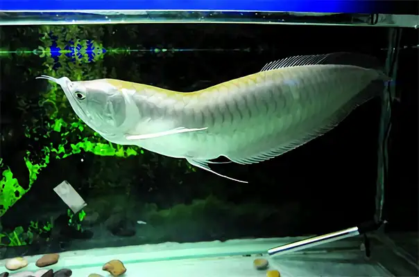 Silver Dragon ID