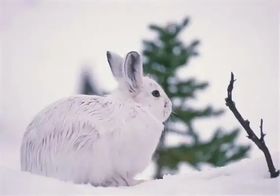 Snowrabbit Identity Information