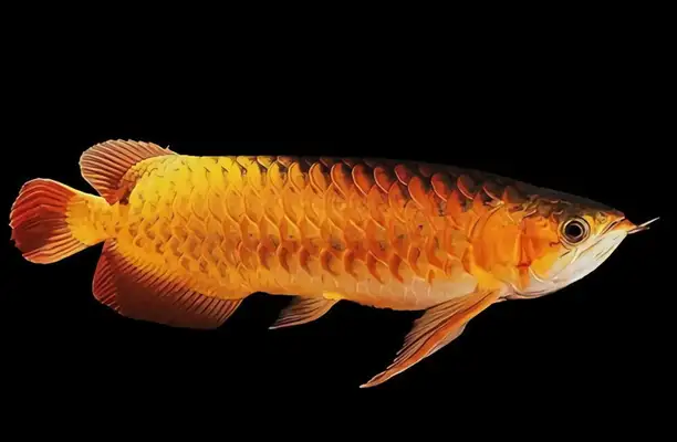 Orange Red Dragon ID