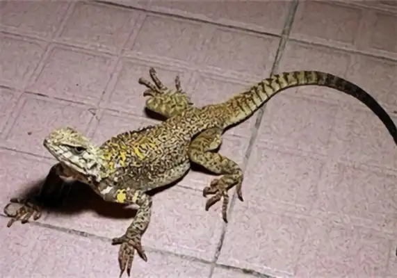 Xinjiang Iguana Identity Information