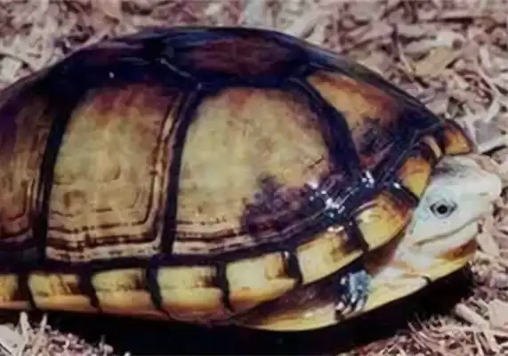 Wrinkled mud turtle identity information