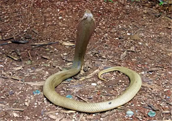 Philippine Cobra Identity Information