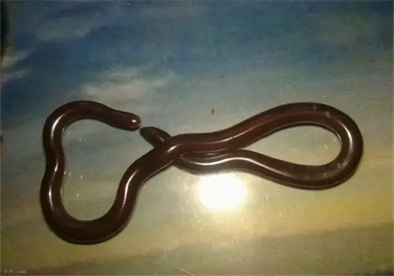 Like blind snake ID