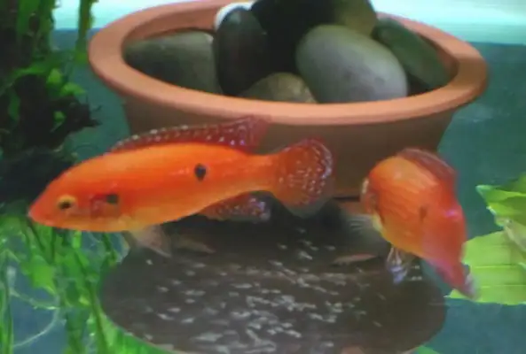 ruby fish identity information