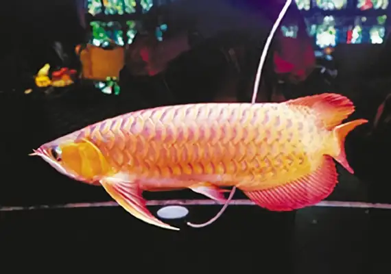Orange Red Dragon ID