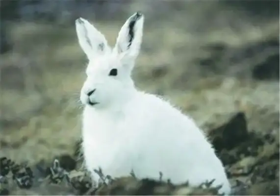 Snowrabbit Identity Information