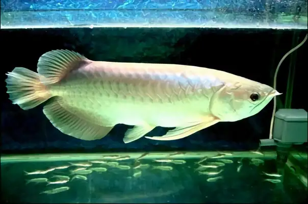 Silver Dragon ID
