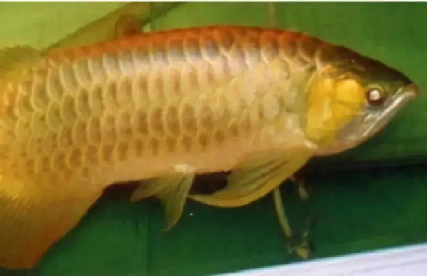 Orange Red Dragon ID