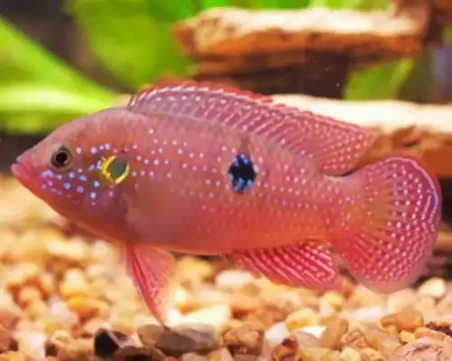 ruby fish identity information