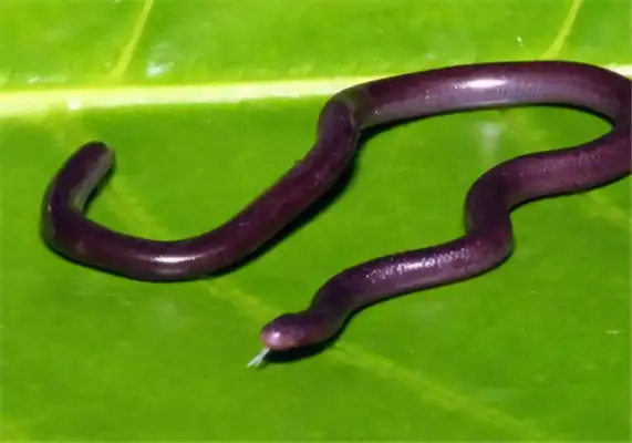 Like blind snake ID